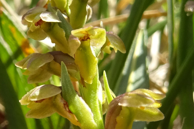 Chamorchis alpina